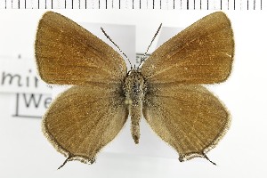  ( - NMPC-LEP-1621)  @11 [ ] by-nc-sa (2024) Jan Sumpich National Museum of Natural History, Prague
