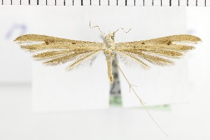  ( - NMPC-LEP-1680)  @11 [ ] by-nc-sa (2024) Jan Sumpich National Museum of Natural History, Prague