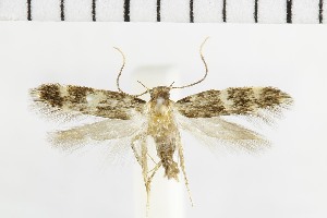  ( - NMPC-LEP-1699)  @11 [ ] by-nc-sa (2024) Jan Sumpich National Museum of Natural History, Prague