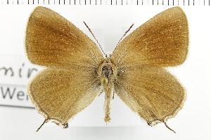  ( - NMPC-LEP-1713)  @11 [ ] by-nc-sa (2024) Jan Sumpich National Museum of Natural History, Prague