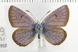  (Plebejus morgianus - NMPC-LEP-1728)  @11 [ ] by-nc-sa (2024) Jan Sumpich National Museum of Natural History, Prague