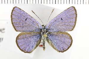  (Plebejus vaneki - NMPC-LEP-1731)  @11 [ ] by-nc-sa (2024) Jan Sumpich National Museum of Natural History, Prague