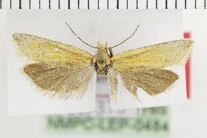  ( - NMPC-LEP-1765)  @11 [ ] by-nc-sa (2024) Jan Sumpich National Museum of Natural History, Prague