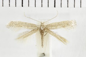  ( - NMPC-LEP-1769)  @11 [ ] by-nc-sa (2024) Jan Sumpich National Museum of Natural History, Prague
