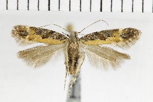  ( - NMPC-LEP-1779)  @11 [ ] by-nc-sa (2024) Jan Sumpich National Museum of Natural History, Prague