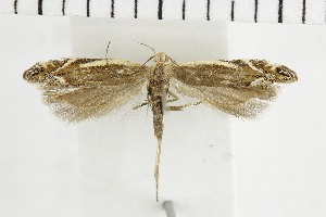  ( - NMPC-LEP-1795)  @11 [ ] by-nc-sa (2024) Jan Sumpich National Museum of Natural History, Prague