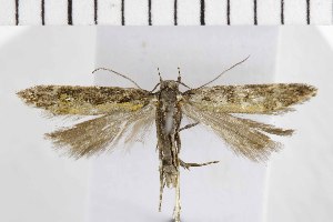  ( - NMPC-LEP-1808)  @11 [ ] by-nc-sa (2024) Jan Sumpich National Museum of Natural History, Prague