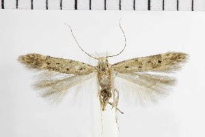  ( - NMPC-LEP-1873)  @11 [ ] by-nc-sa (2024) Jan Sumpich National Museum of Natural History, Prague