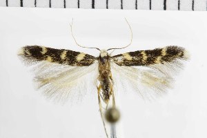  ( - NMPC-LEP-1889)  @11 [ ] by-nc-sa (2024) Jan Sumpich National Museum of Natural History, Prague