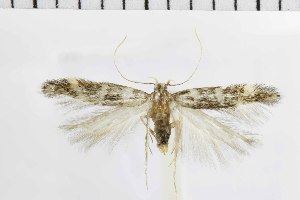 ( - NMPC-LEP-1890)  @11 [ ] by-nc-sa (2024) Jan Sumpich National Museum of Natural History, Prague