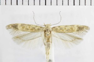  ( - NMPC-LEP-1892)  @11 [ ] by-nc-sa (2024) Jan Sumpich National Museum of Natural History, Prague