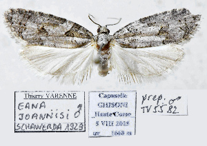  ( - NMPC-LEP-1913)  @11 [ ] by-nc-sa (2024) Jan Sumpich National Museum of Natural History, Prague