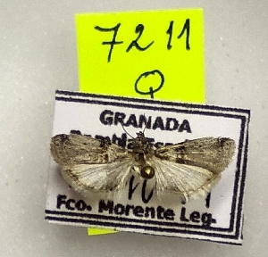  ( - NMPC-LEP-0477)  @11 [ ] by-nc-sa (2023) Jan Sumpich National Museum of Natural History, Prague