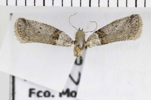  ( - NMPC-LEP-0478)  @11 [ ] by-nc-sa (2023) Jan Sumpich National Museum of Natural History, Prague