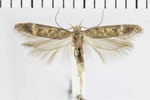  ( - NMPC-LEP-0565)  @11 [ ] by-nc-sa (2023) Jan Sumpich National Museum of Natural History, Prague