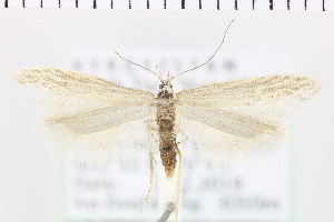  (Megacraspedus latiuncus - NMPC-LEP-0664)  @11 [ ] by-nc-sa (2021) Jan Sumpich National Museum of Natural History, Prague