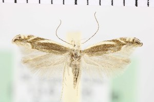  ( - NMPC-LEP-0706)  @11 [ ] by-nc-sa (2021) Jan Sumpich National Museum of Natural History, Prague