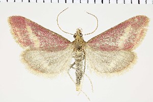  (Pyrausta gulpembe - NMPC-LEP-0715)  @11 [ ] by-nc-sa (2021) Jan Sumpich National Museum of Natural History, Prague