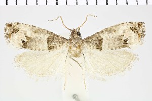  (Notocelia mediterranea - NMPC-LEP-0754)  @11 [ ] by-nc-sa (2021) Jan Sumpich National Museum of Natural History, Prague