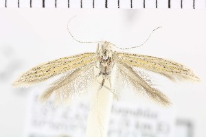  (Coleophora clarissa - NMPC-LEP-0817)  @11 [ ] by-nc-sa (2021) Jan Sumpich National Museum of Natural History, Prague