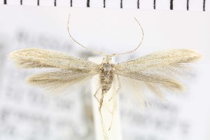  (Coleophora koreana - NMPC-LEP-0839)  @11 [ ] by-nc-sa (2021) Jan Sumpich National Museum of Natural History, Prague