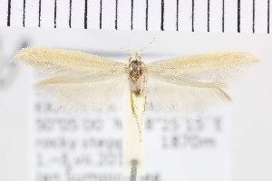  (Coleophora nomgona - NMPC-LEP-0854)  @11 [ ] by-nc-sa (2021) Jan Sumpich National Museum of Natural History, Prague