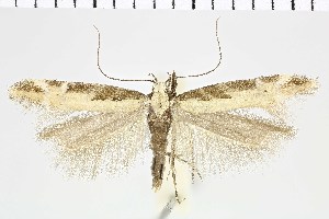  (Aristotelia montarcella - NMPC-LEP-0964)  @11 [ ] by-nc-sa (2021) Jan Sumpich National Museum of Natural History, Prague