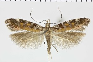  ( - NMPC-LEP-0978)  @11 [ ] by-nc-sa (2021) Jan Sumpich National Museum of Natural History, Prague