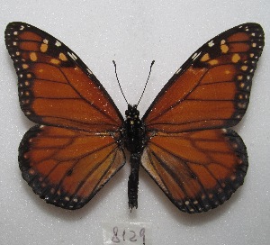  (Danaus erippus - MACN-Bar-Lep-ct 08129)  @14 [ ] Copyright (2016) MACN Museo Argentino de Ciencias Naturales "Bernardino Rivadavia"