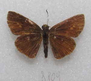  (Cymaenes sp - MACN-Bar-Lep-ct 08809)  @11 [ ] Copyright (2019) MACN Museo Argentino de Ciencias Naturales "Bernardino Rivadavia"