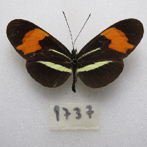  (Heliconius erato phyllis - MACN-Bar-Lep-ct-09737)  @11 [ ] Copyright (2024) MACN Museo Argentino de Ciencias Naturales "Bernardino Rivadavia"