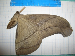  ( - CLV10510)  @12 [ ] Copyright (2010) Carlos Lopez-Vaamonde Institut National de la Recherche Agronomique, Orleans, Forestry Zoology
