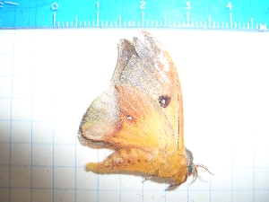  ( - CLV16610)  @12 [ ] Copyright (2010) Carlos Lopez-Vaamonde Institut National de la Recherche Agronomique, Orleans, Forestry Zoology