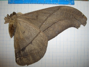  ( - CLV16910)  @12 [ ] Copyright (2010) Carlos Lopez-Vaamonde Institut National de la Recherche Agronomique, Orleans, Forestry Zoology