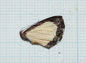  ( - CLV308)  @13 [ ] Copyright (2010) Carlos Lopez-Vaamonde Institut National de la Recherche Agronomique, Orleans, Forestry Zoology