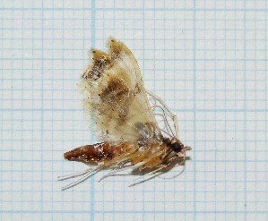  ( - CLV315)  @12 [ ] Copyright (2010) Carlos Lopez-Vaamonde Institut National de la Recherche Agronomique, Orleans, Forestry Zoology