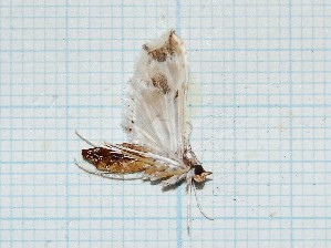  ( - CLV333)  @12 [ ] Copyright (2010) Carlos Lopez-Vaamonde Institut National de la Recherche Agronomique, Orleans, Forestry Zoology