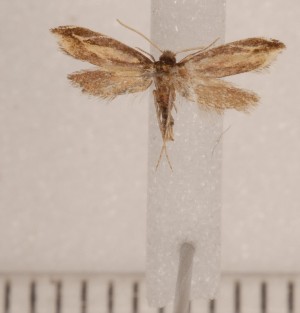  (Thomictis - CLV69510)  @12 [ ] Copyright (2010) Carlos Lopez-Vaamonde Institut National de la Recherche Agronomique, Orleans, Forestry Zoology