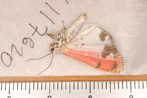  (Utetheisa ornatrix - CLV1176)  @12 [ ] Copyright (2010) Carlos Lopez-Vaamonde Institut National de la Recherche Agronomique, Orleans, Forestry Zoology