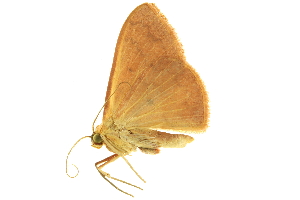  ( - LNOU-0085)  @13 [ ] CreativeCommons - Attribution (2010) CBG Photography Group Centre for Biodiversity Genomics