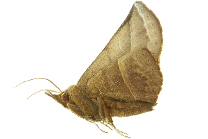  (Trogogonia tenebrosa - LNOU-0261)  @13 [ ] CreativeCommons - Attribution (2010) CBG Photography Group Centre for Biodiversity Genomics