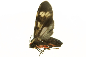  (Heliura perexcavata - LNOU-0265)  @13 [ ] CreativeCommons - Attribution (2010) CBG Photography Group Centre for Biodiversity Genomics