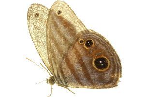  (Magneuptychia tricolor - LNOU-0277)  @13 [ ] CreativeCommons - Attribution (2010) CBG Photography Group Centre for Biodiversity Genomics