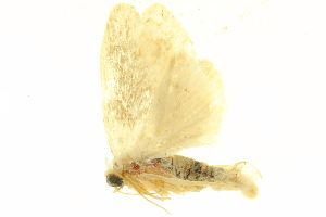  ( - LNOU-0346)  @13 [ ] CreativeCommons - Attribution (2010) CBG Photography Group Centre for Biodiversity Genomics