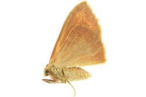  ( - LNOU-0414)  @13 [ ] CreativeCommons - Attribution (2010) CBG Photography Group Centre for Biodiversity Genomics