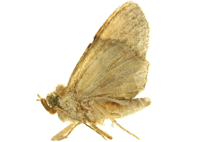  (Antiblemma steropioides - LNOU-0535)  @13 [ ] CreativeCommons - Attribution (2010) CBG Photography Group Centre for Biodiversity Genomics