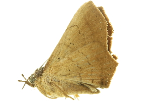  (Euclystis gorge - LNOU-0581)  @13 [ ] CreativeCommons - Attribution (2010) CBG Photography Group Centre for Biodiversity Genomics