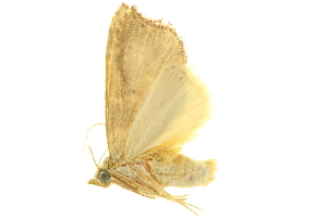  (Trogoblemma serralis - LNOU-0655)  @13 [ ] CreativeCommons - Attribution (2010) CBG Photography Group Centre for Biodiversity Genomics