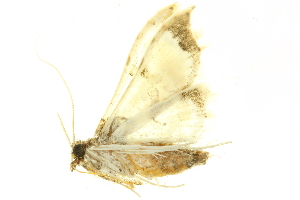  (Neoleucinodes dissolvens - LNOU-0713)  @13 [ ] CreativeCommons - Attribution (2010) CBG Photography Group Centre for Biodiversity Genomics