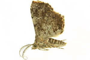  ( - LNOU-0846)  @12 [ ] CreativeCommons - Attribution (2010) CBG Photography Group Centre for Biodiversity Genomics